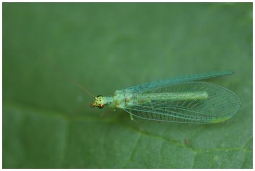 Chrysopa formosa