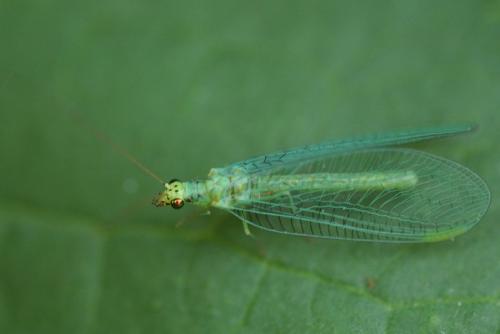 Chrysopa formosa