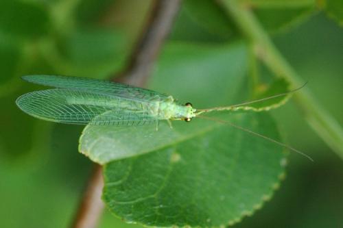Chrysopa sp.