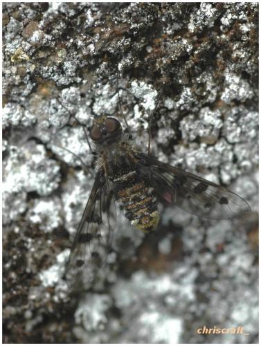 Anthrax varia