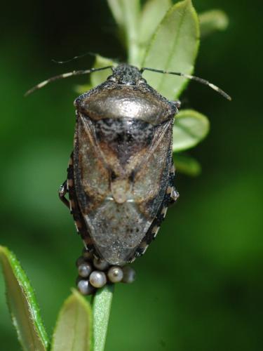 Rhaphigaster nebulosa