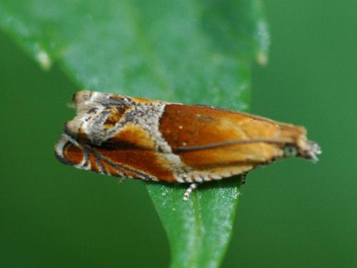 Ancylis obtusana