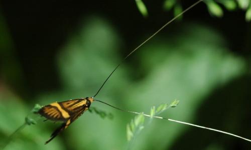 Réf. 32 566 : Nemophora degeerella