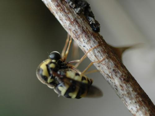 Cyrtus gibbus