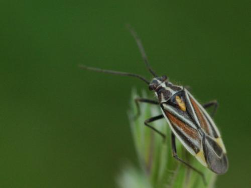 Horistus orientalis