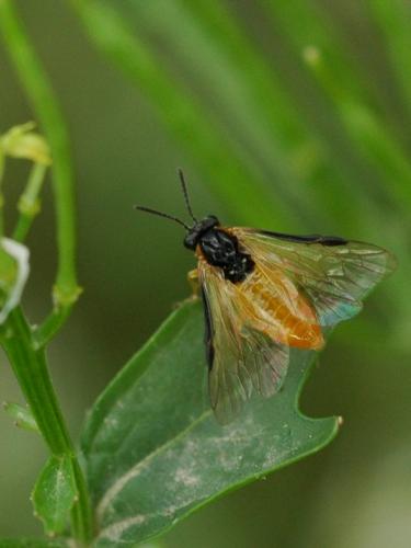 Athalia sp.