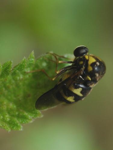 Cyrtus gibbus