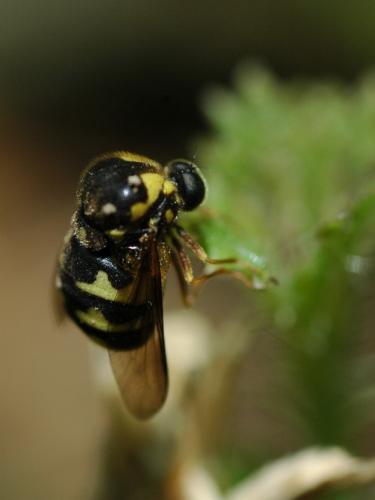 Cyrtus gibbus