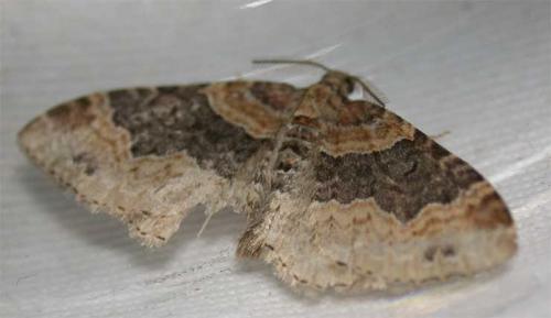 Réf. 32 861 : Xanthorhoe ferrugata