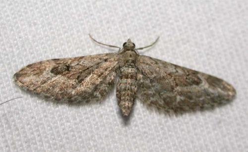 Réf. 32 968 : Eupithecia nanata