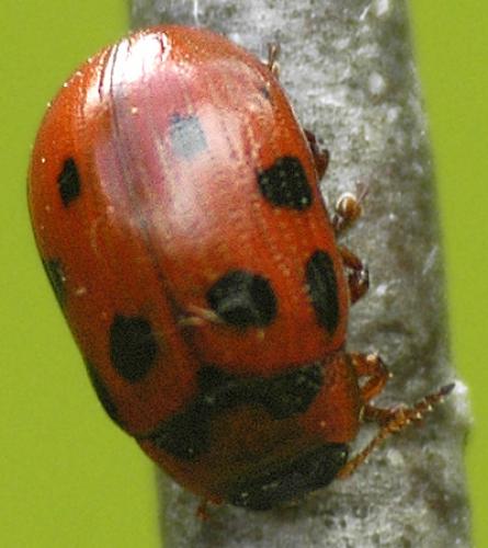 Réf. 32 674 : Gonioctena decemnotata