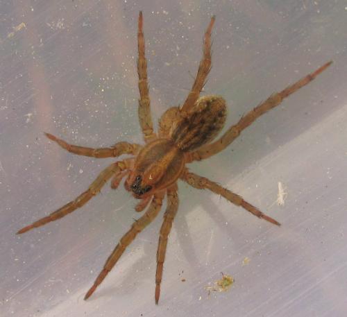 Trochosa sp.
