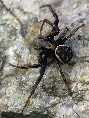 Xysticus sp.