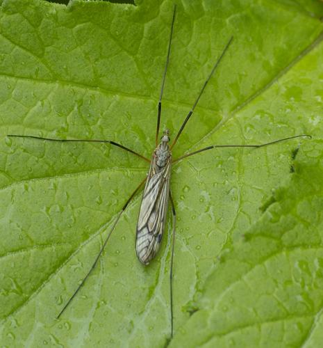 Tipula sp.