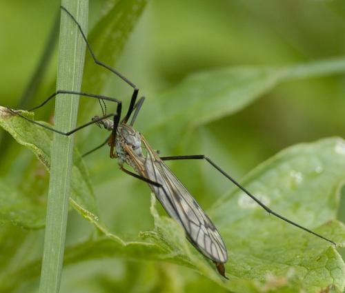 Réf. 32 676 : Tipula sp.