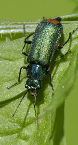 Réf. 32 484 : Malachius sp.