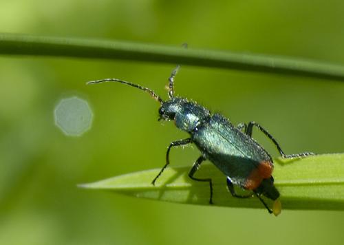 Malachius sp.