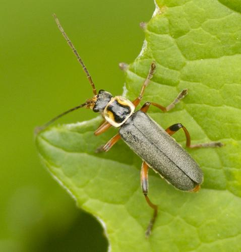 Cantharis nigricans