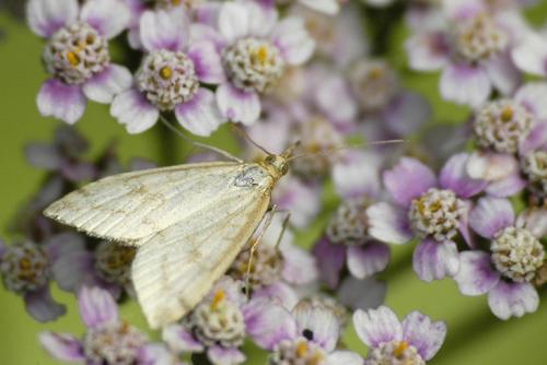 Réf. 32 701 : Udea lutealis