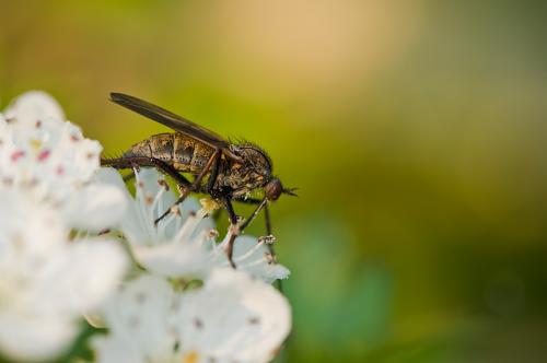 Empis tessellata