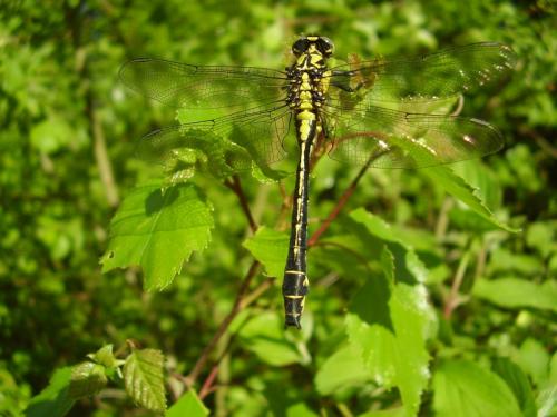 Gomphus vulgatissimus