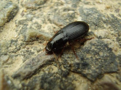 Réf. 32 125 : Harpalus sp.