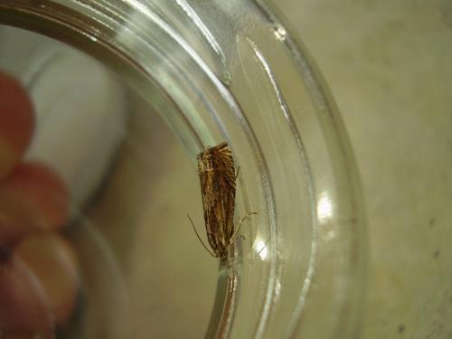 Eucosma aspidiscana