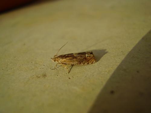 Eucosma aspidiscana