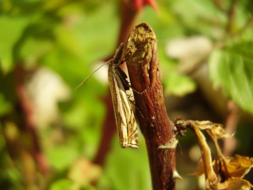 Réf. 32 371 : Crambus lathoniellus