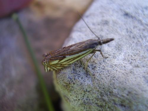 Réf. 32 377 : Crambus lathoniellus