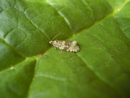 Celypha lacunana