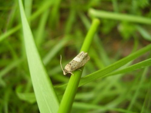 Epiblema sp.