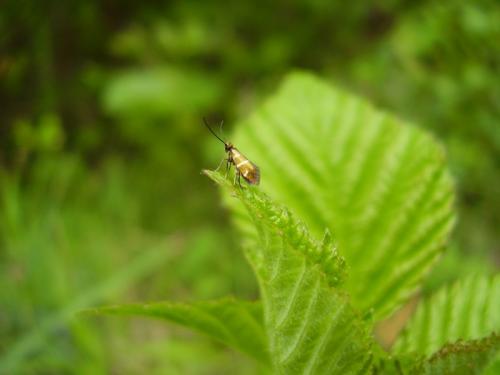 Micropterix aruncella