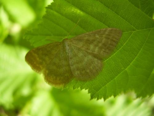 Idaea pallidata