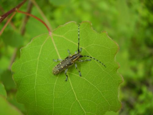Saperda populnea