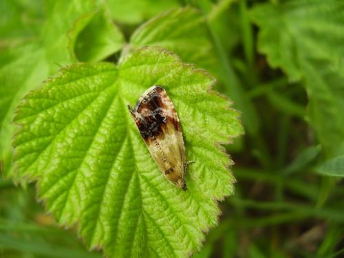Phiaris helveticana