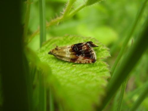 Réf. 32 559 : Phiaris helveticana