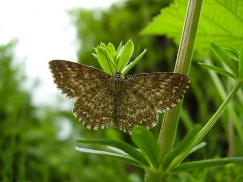 Réf. 32 662 : Scopula immorata