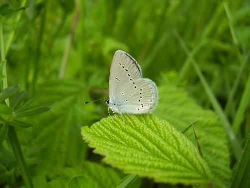 Cupido minimus