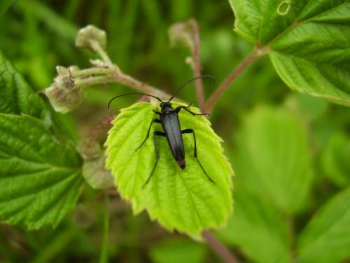Rutpela nigra