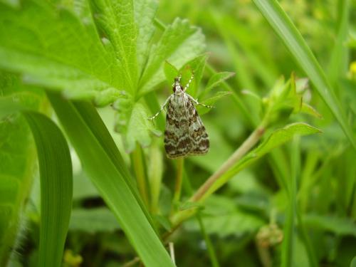 Réf. 32 963 : Scoparia pyralella