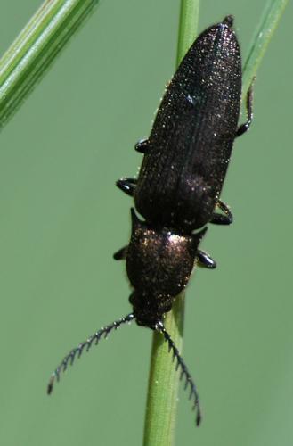 Ctenicera cuprea
