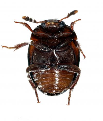 Réf. 32 523 : Anisotoma humeralis