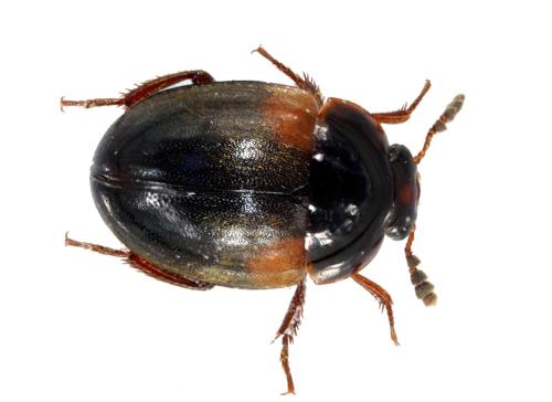 Anisotoma humeralis