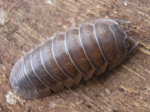 Réf. 32 115 : Armadillidium nasatum