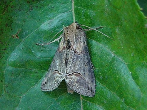 Abrostola triplasia