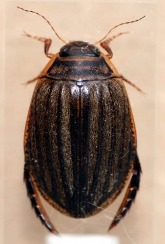 Réf. 32 455 : Acilius sulcatus