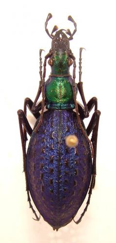 Réf. 32 061 : Carabus constricticollis
