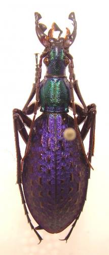 Réf. 32 062 : Carabus constricticollis