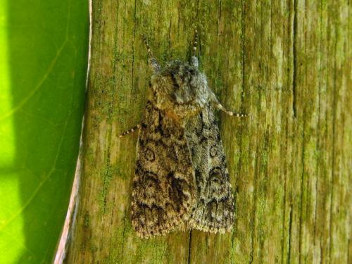 Acronicta auricoma